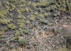 Strandleeuwerik (Horned lark) (Eremophila alpestris) - Bayanzag 19-08-2016 (2)